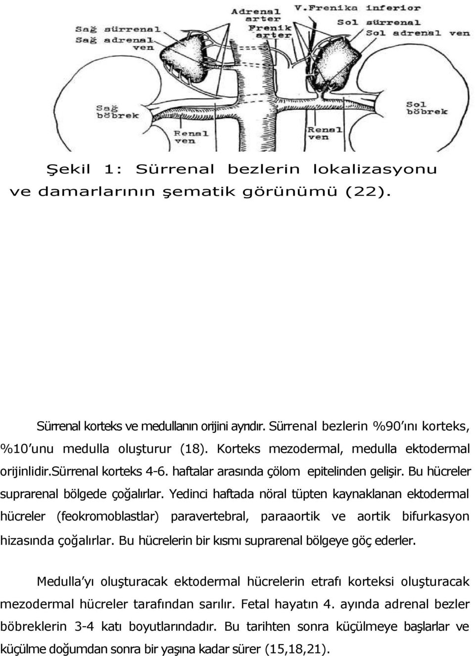 Yedinci haftada nöral tüpten kaynaklanan ektodermal hücreler (feokromoblastlar) paravertebral, paraaortik ve aortik bifurkasyon hizasında çoğalırlar.