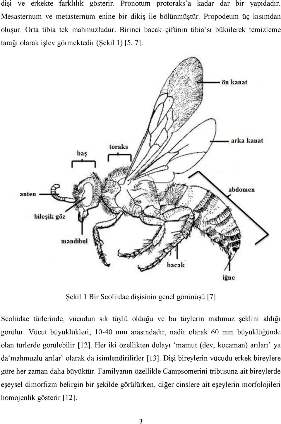 Şekil 1 Bir Scoliidae dişisinin genel görünüşü [7] Scoliidae türlerinde, vücudun sık tüylü olduğu ve bu tüylerin mahmuz şeklini aldığı görülür.