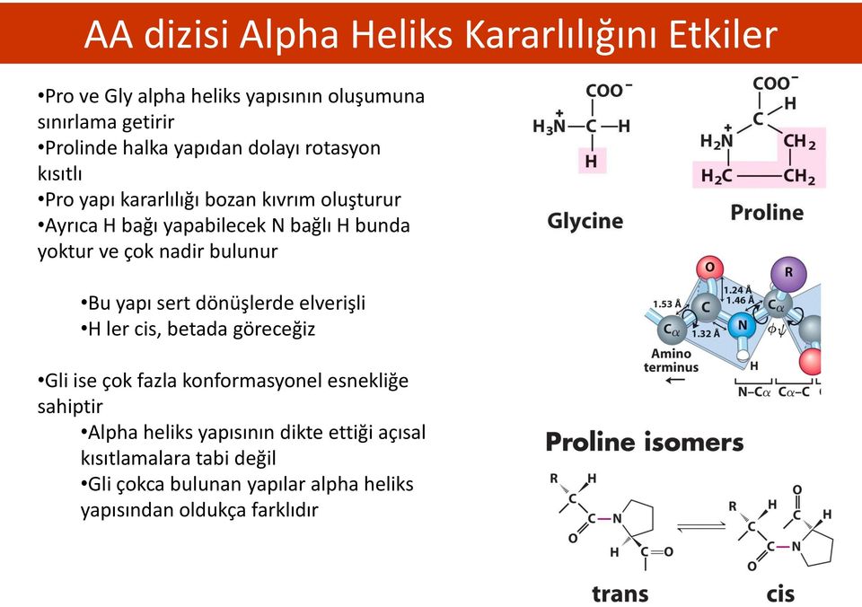 bulunur Bu yapı sert dönüşlerde elverişli H ler cis, betada göreceğiz Gli ise çok fazla konformasyonel esnekliğe sahiptir Alpha