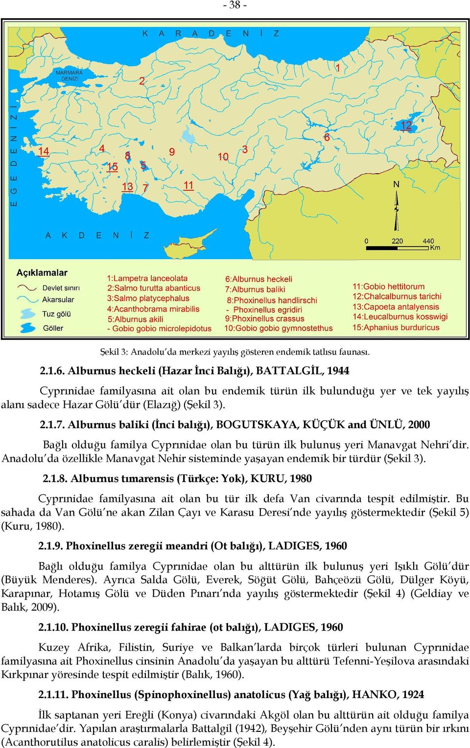 Alburnus baliki (İnci balığı), BOGUTSKAYA, KÜÇÜK and ÜNLÜ, 2000 Bağlı olduğu familya Cyprınidae olan bu türün ilk bulunuş yeri Manavgat Nehri dir.