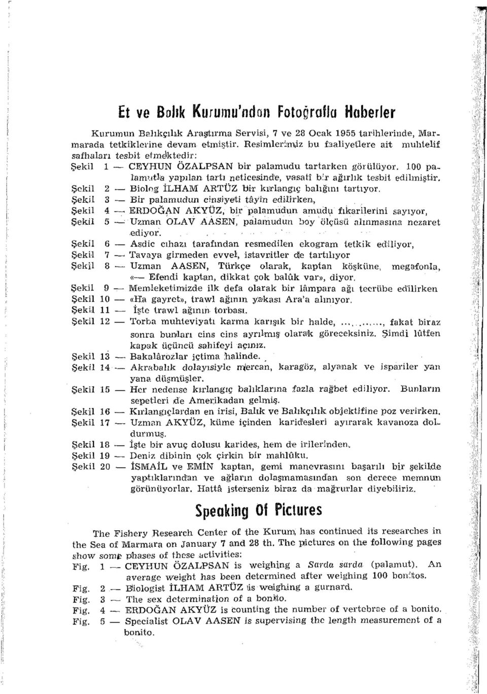 100 palamutla yapılan tartı neticesinde, vasati b:r ağırlık tesbit edilmiştir. Şekil 2 Biolog İLHAM ARTÜZ Bir kırlangıç balığını tartıyor.