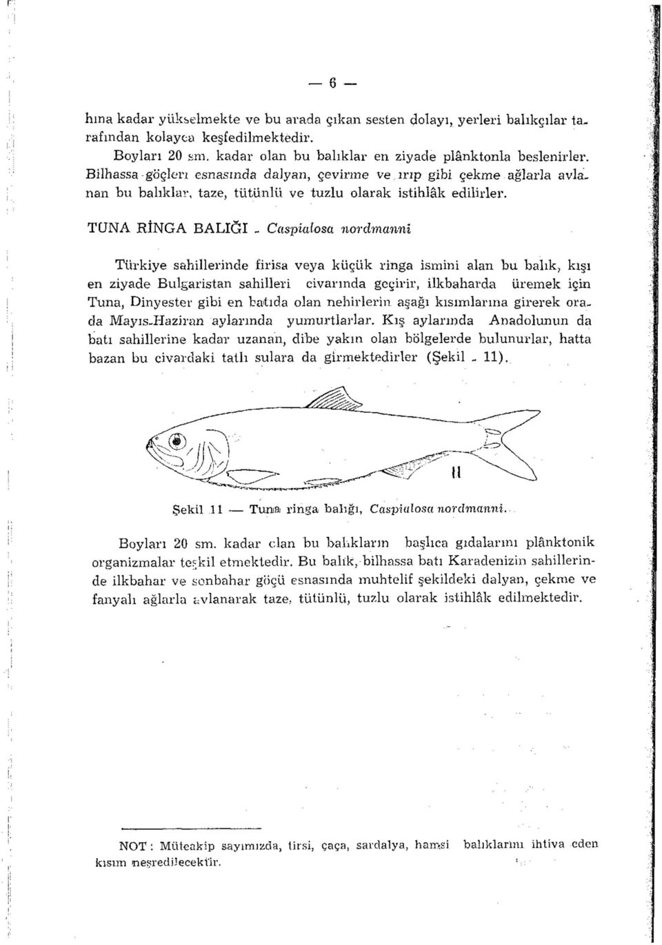TÜN A RİNGA BALIĞI - Caspialosa norclmanni Türkiye sahillerinde firisa veya küçük ringa ismini alan bu balık, kışı en ziyade Bulgaristan sahilleri civarında geçirir, ilkbaharda üremek için Tuna,