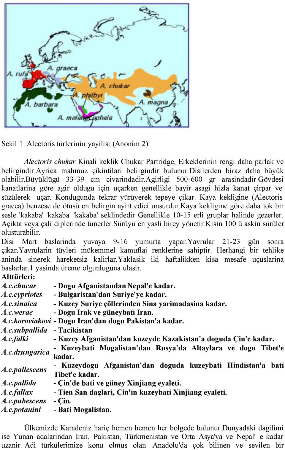 gövdesi kanatlarina göre agir oldugu için uçarken genellikle bayir asagi hizla kanat çirpar ve süzülerek uçar. Kondugunda tekrar yürüyerek tepeye çikar.