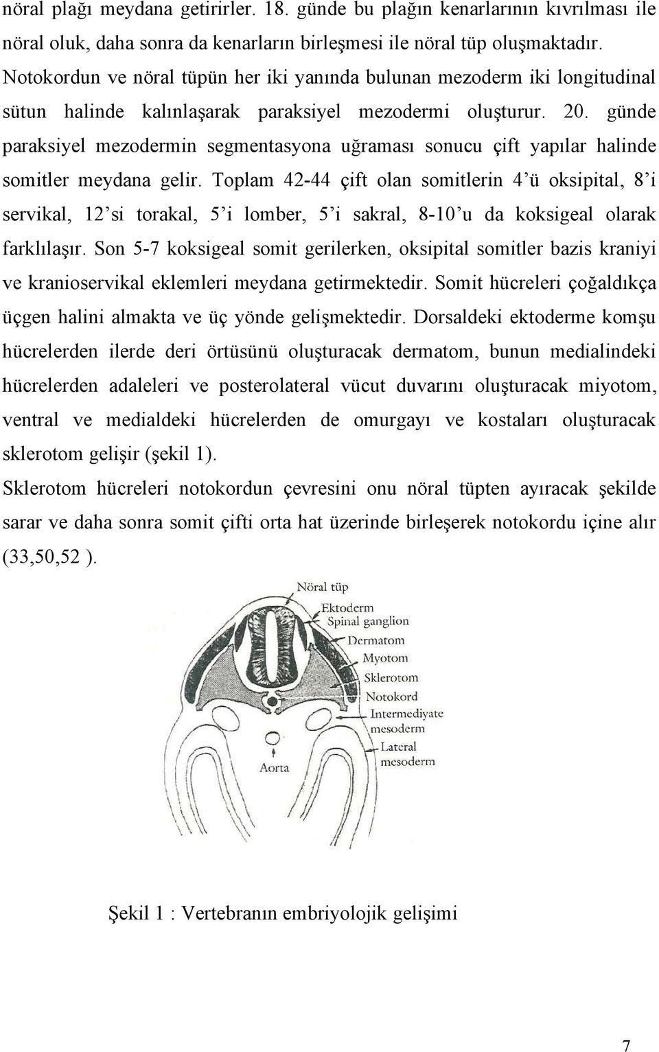 günde paraksiyel mezodermin segmentasyona uğraması sonucu çift yapılar halinde somitler meydana gelir.