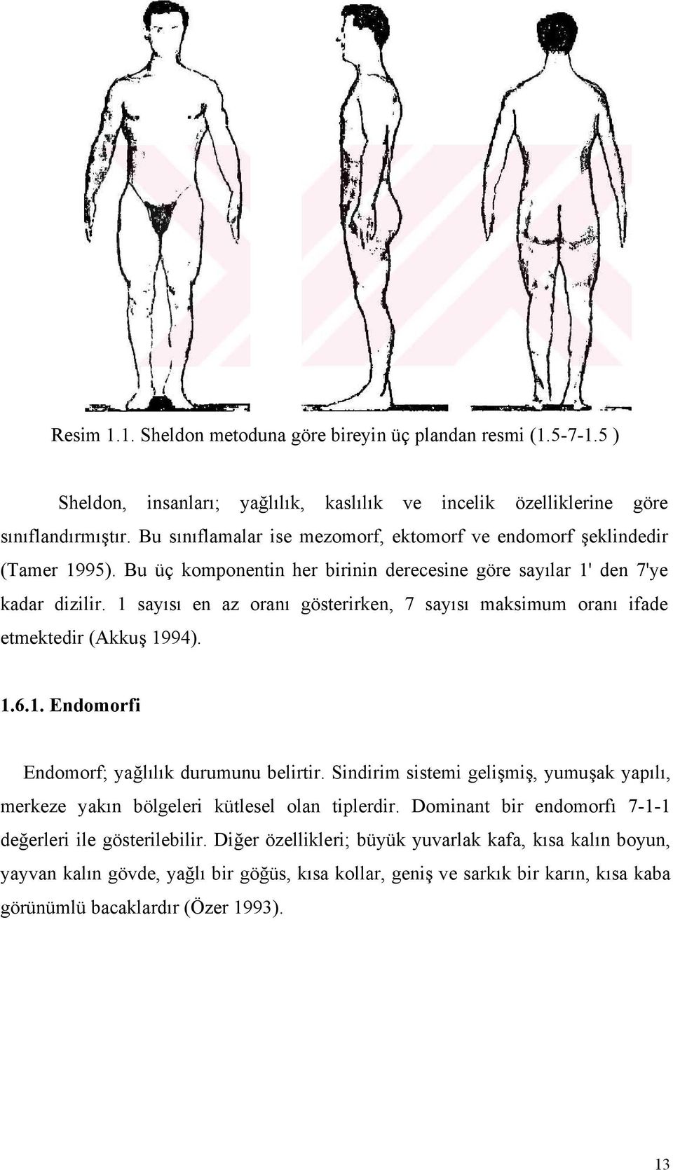 1 sayısı en az oranı gösterirken, 7 sayısı maksimum oranı ifade etmektedir (Akkuş 1994). 1.6.1. Endomorfi Endomorf; yağlılık durumunu belirtir.