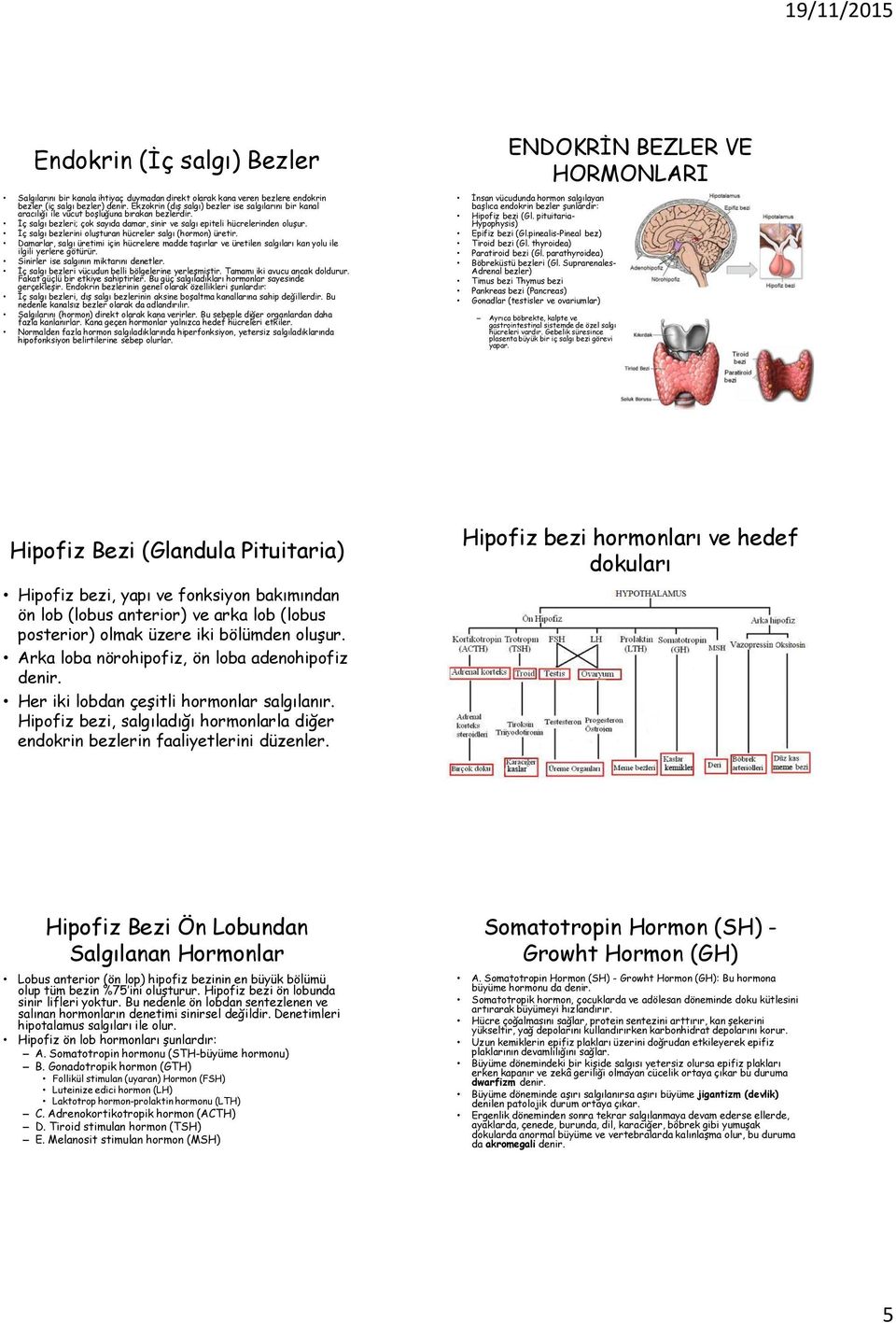 İç salgı bezlerini oluşturan hücreler salgı (hormon) üretir. Damarlar, salgı üretimi için hücrelere madde taşırlar ve üretilen salgıları kan yolu ile ilgili yerlere götürür.