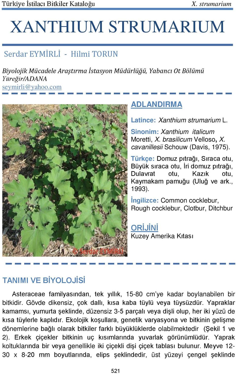 Türkçe: Domuz pıtrağı, Sıraca otu, Büyük sıraca otu, İri domuz pıtrağı, Dulavrat otu, Kazık otu, Kaymakam pamuğu (Uluğ ve ark., 1993).