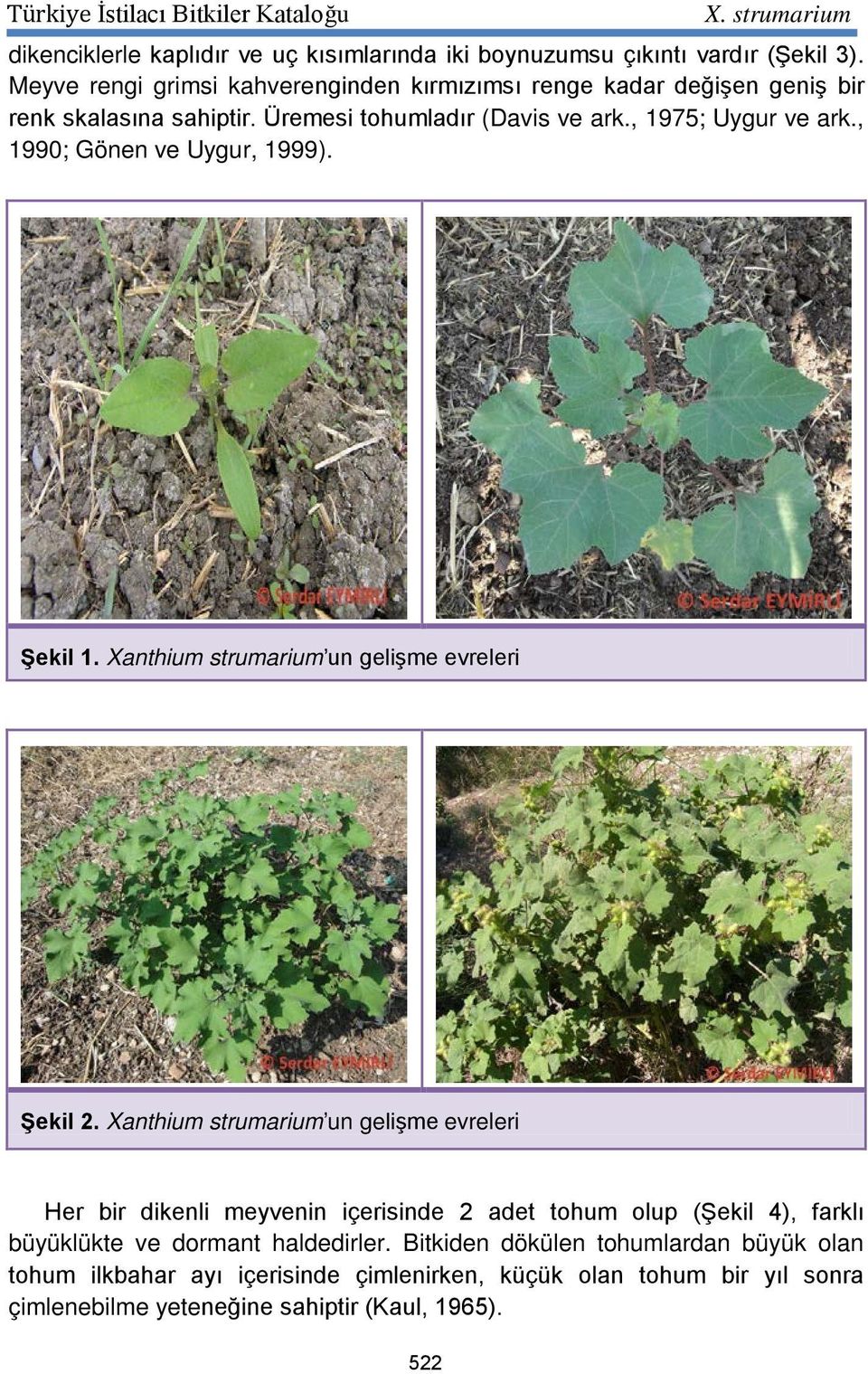 , 1990; Gönen ve Uygur, 1999). Şekil 1. Xanthium strumarium un gelişme evreleri Şekil 2.