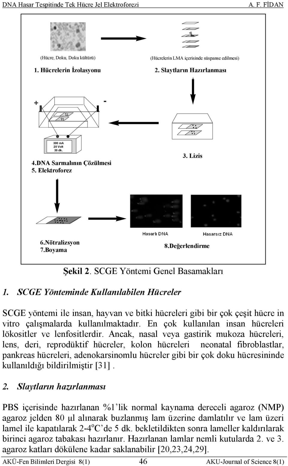 SCGE Yönteminde Kullanılabilen Hücreler SCGE yöntemi ile insan, hayvan ve bitki hücreleri gibi bir çok çeşit hücre in vitro çalışmalarda kullanılmaktadır.