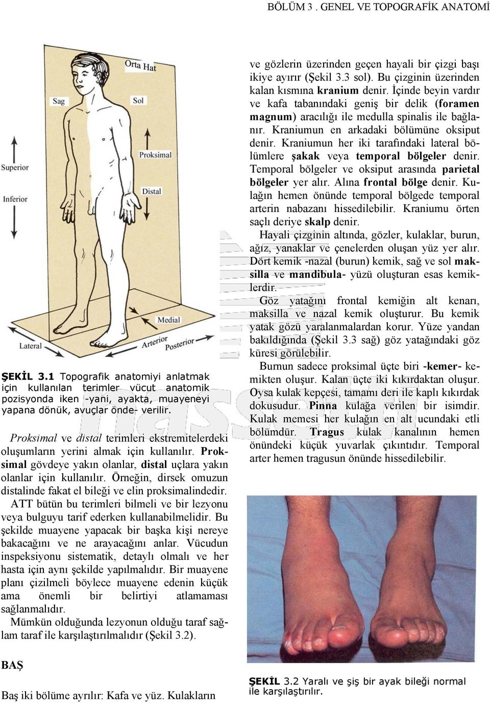 Örneğin, dirsek omuzun distalinde fakat el bileği ve elin proksimalindedir. ATT bütün bu terimleri bilmeli ve bir lezyonu veya bulguyu tarif ederken kullanabilmelidir.