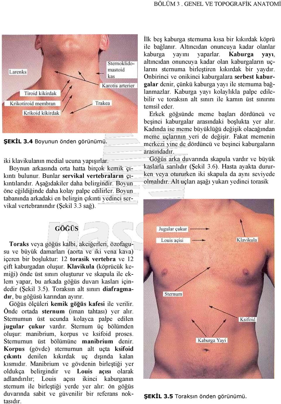 Boyun tabanında arkadaki en belirgin çıkıntı yedinci servikal vertebranındır (Şekil 3.3 sağ). İlk beş kaburga sternuma kısa bir kıkırdak köprü ile bağlanır.