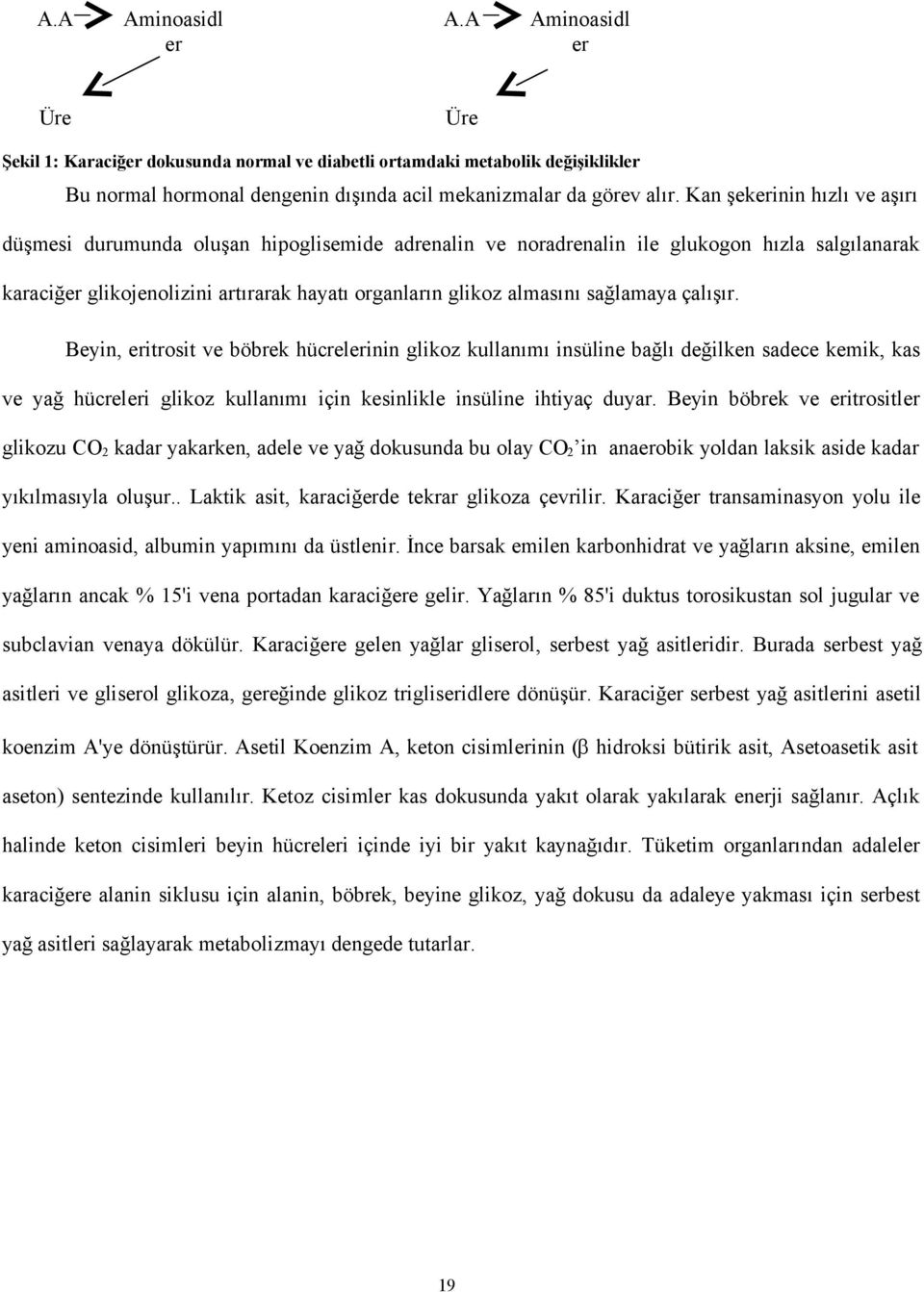 sağlamaya çalışır. Beyin, eritrosit ve böbrek hücrelerinin glikoz kullanımı insüline bağlı değilken sadece kemik, kas ve yağ hücreleri glikoz kullanımı için kesinlikle insüline ihtiyaç duyar.