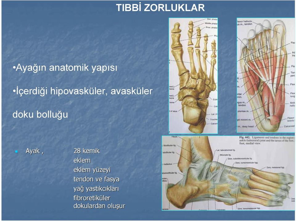 kemik eklem eklem yüzeyiy tendon ve fasya yağ