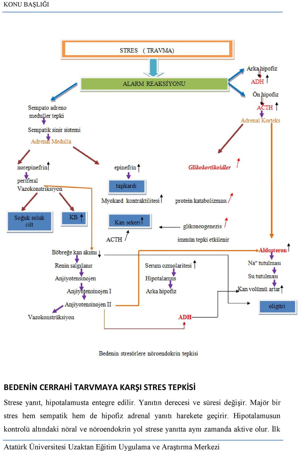 Majör bir stres hem sempatik hem de hipofiz adrenal yanıtı harekete geçirir.