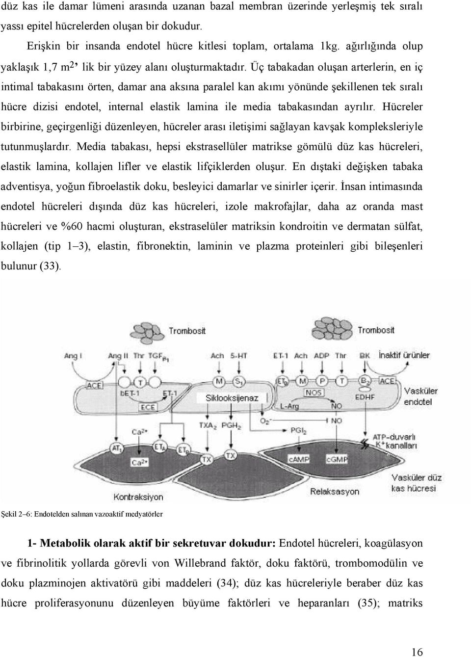 Üç tabakadan oluşan arterlerin, en iç intimal tabakasını örten, damar ana aksına paralel kan akımı yönünde şekillenen tek sıralı hücre dizisi endotel, internal elastik lamina ile media tabakasından