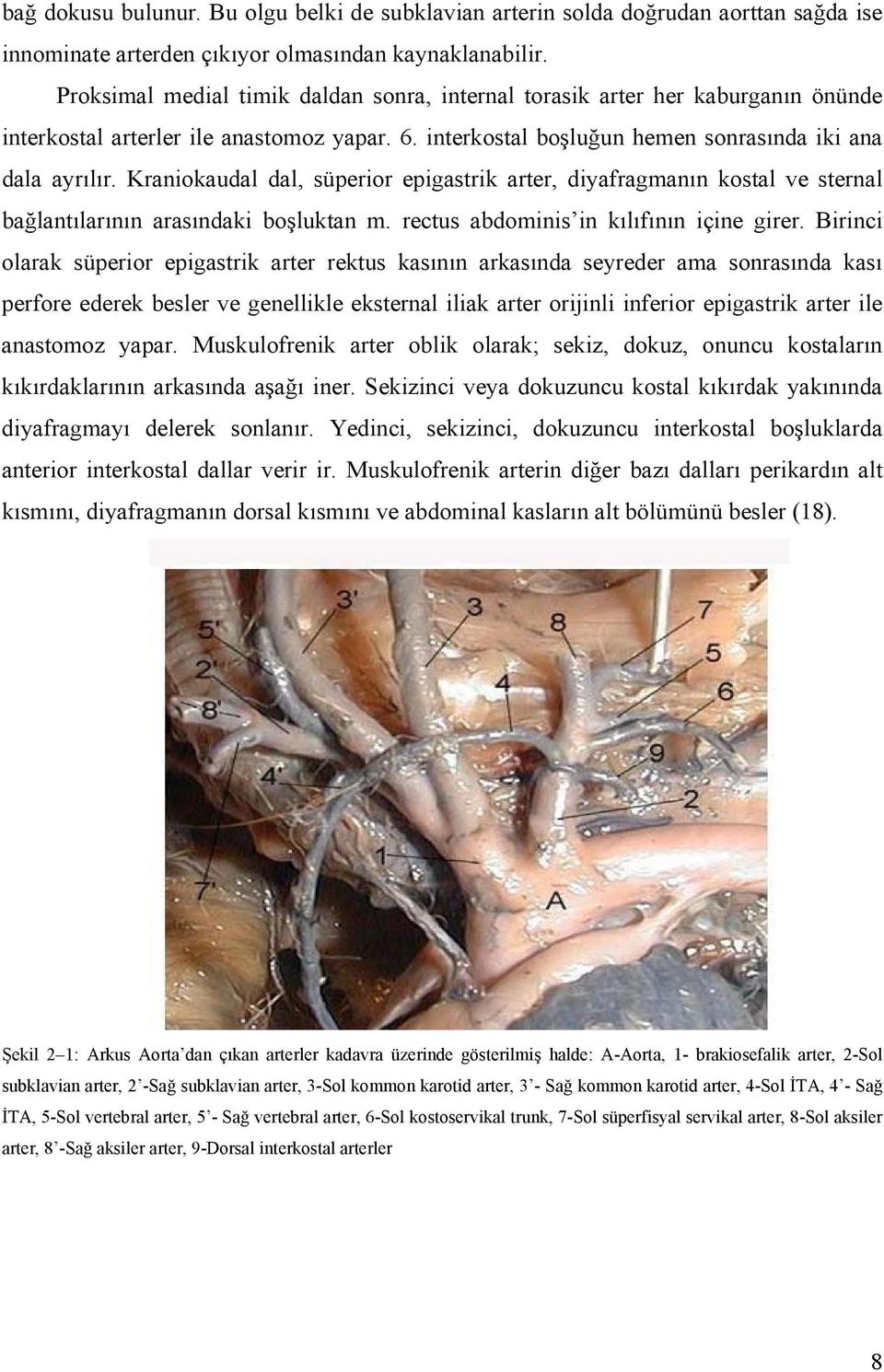 Kraniokaudal dal, süperior epigastrik arter, diyafragmanın kostal ve sternal bağlantılarının arasındaki boşluktan m. rectus abdominis in kılıfının içine girer.