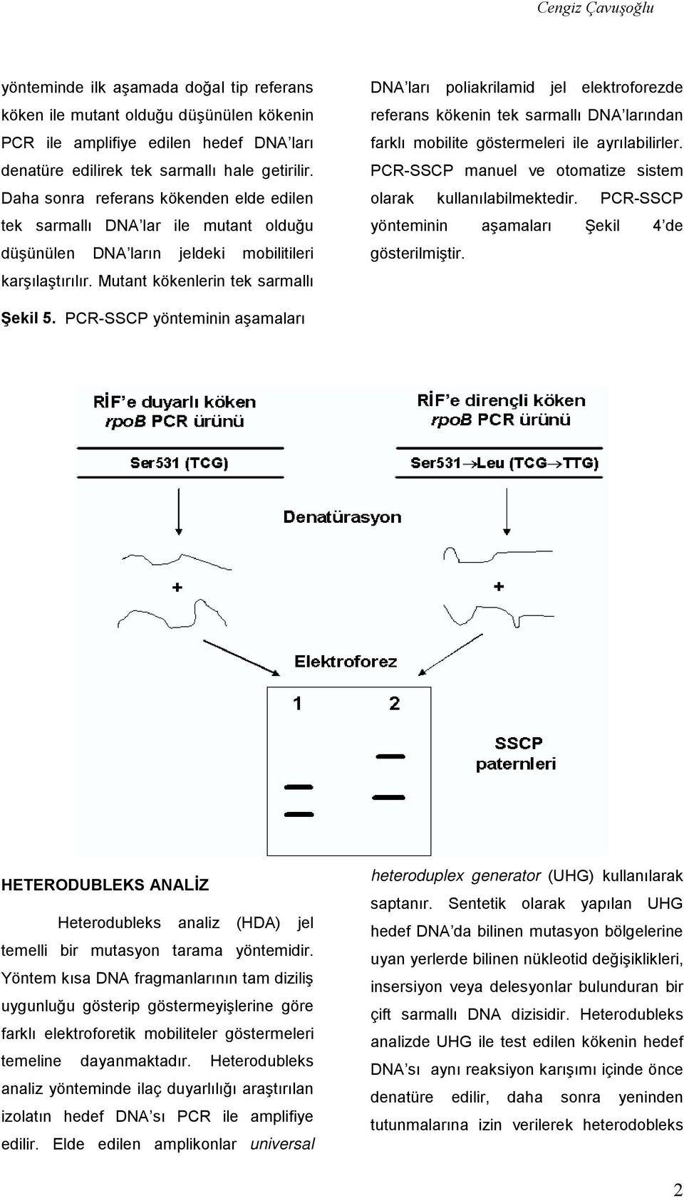 Mutant kökenlerin tek sarmallı DNA ları poliakrilamid jel elektroforezde referans kökenin tek sarmallı DNA larından farklı mobilite göstermeleri ile ayrılabilirler.