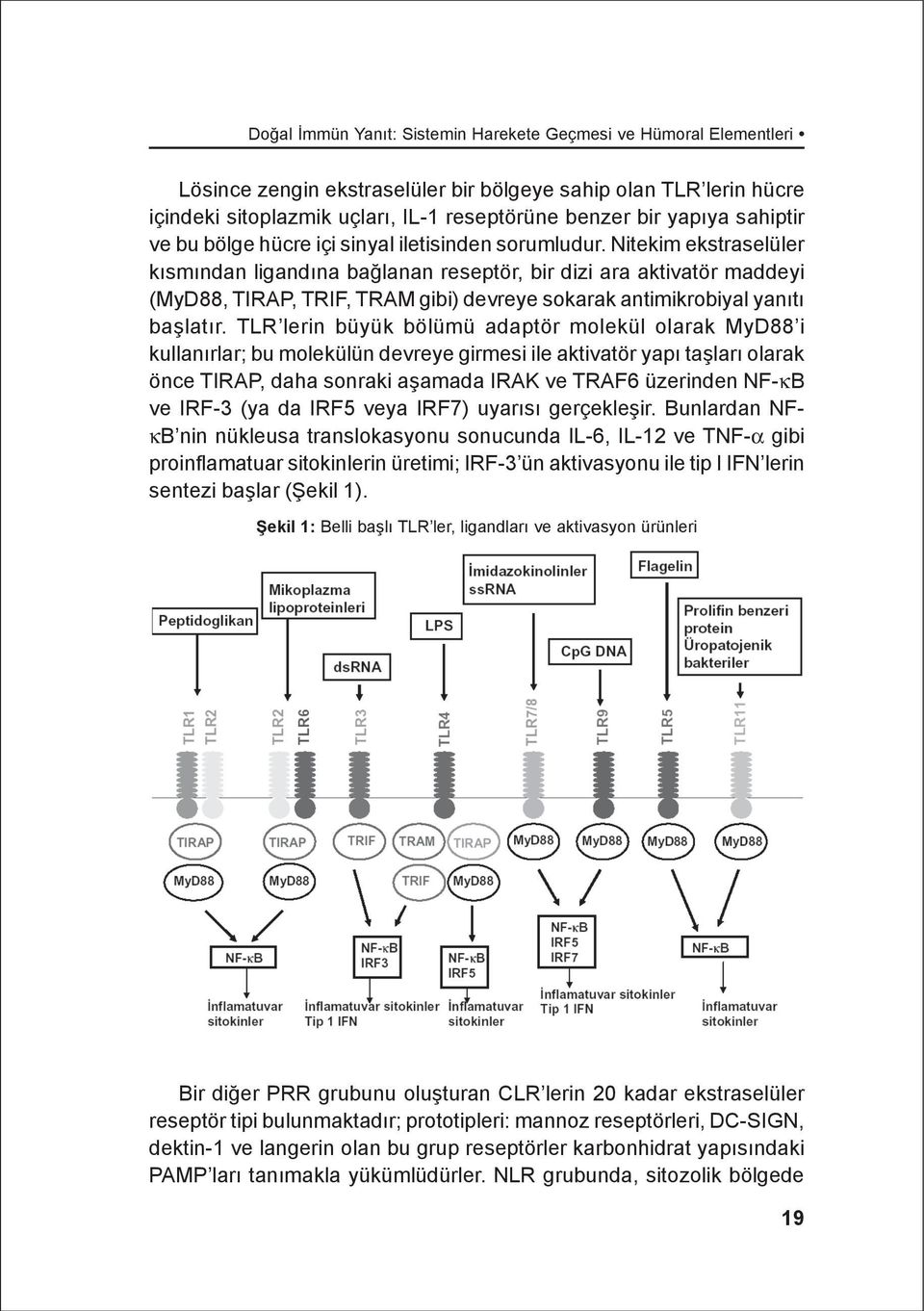 Nitekim ekstraselüler kýsmýndan ligandýna baðlanan reseptör, bir dizi ara aktivatör maddeyi (MyD88, TIRAP, TRIF, TRAM gibi) devreye sokarak antimikrobiyal yanýtý baþlatýr.