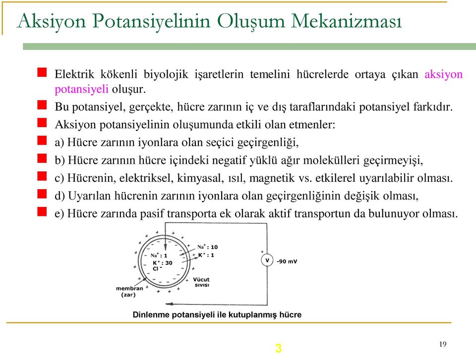 Aksiyon potansiyelinin oluşumunda etkili olan etmenler: a) Hücre zarının iyonlara olan seçici geçirgenliği, b) Hücre zarının hücre içindeki negatif yüklü ağır molekülleri