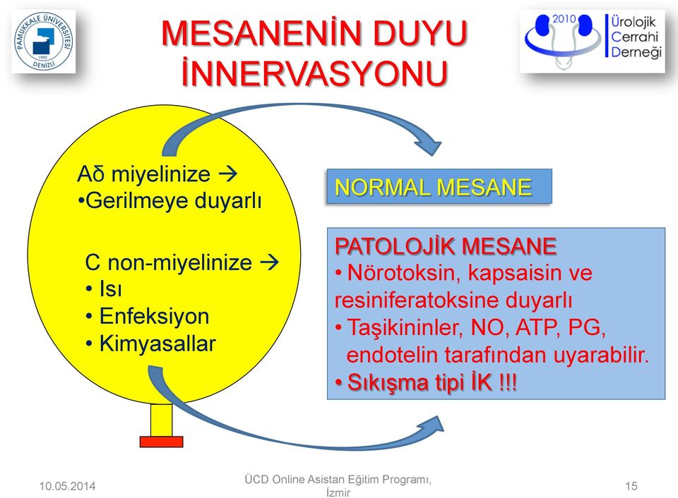 ve resiniferatoksine duyarlı Taşikininler, NO, ATP, PG, endotelin tarafından