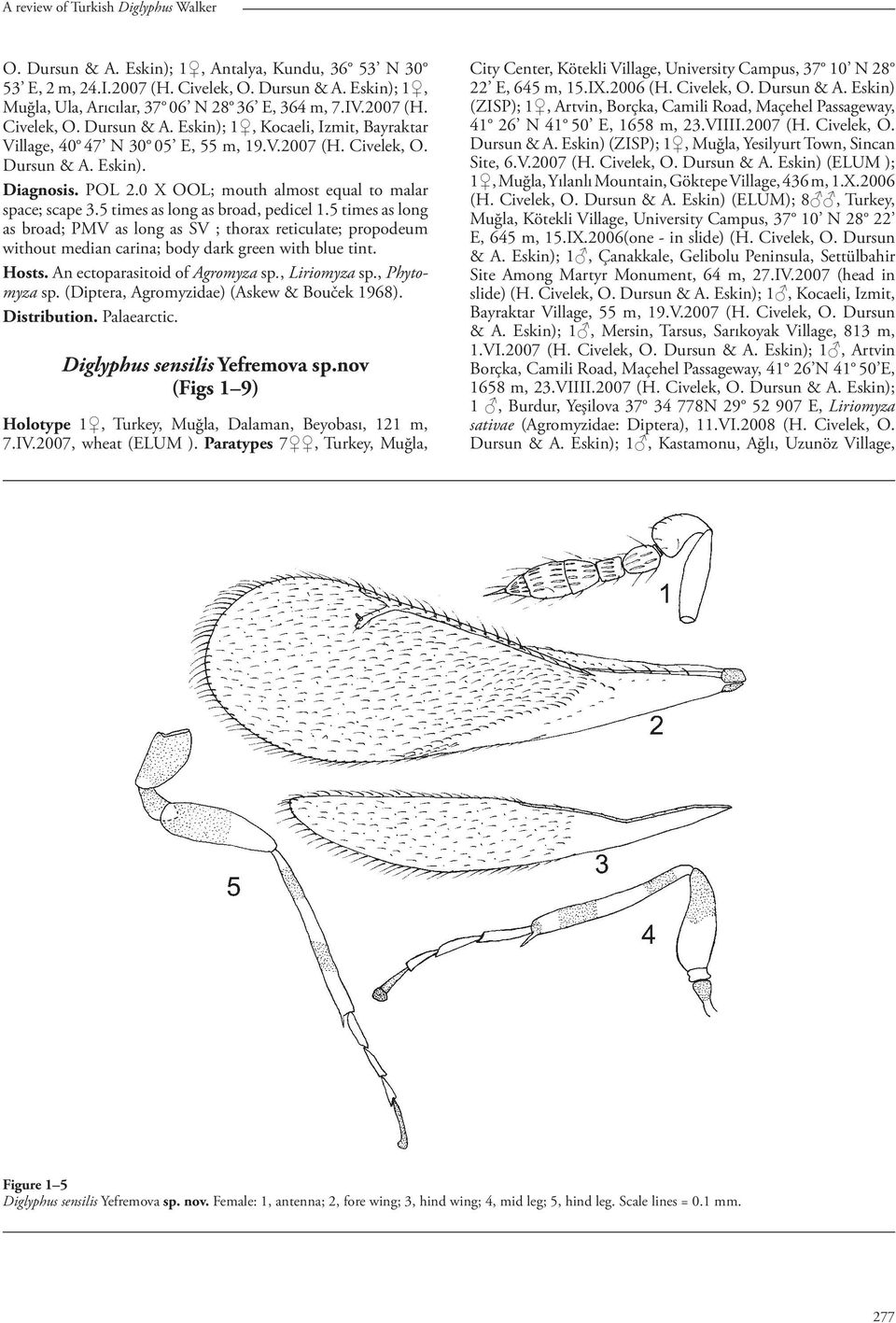 0 X OOL; mouth almost equal to malar space; scape 3.5 times as long as broad, pedicel 1.