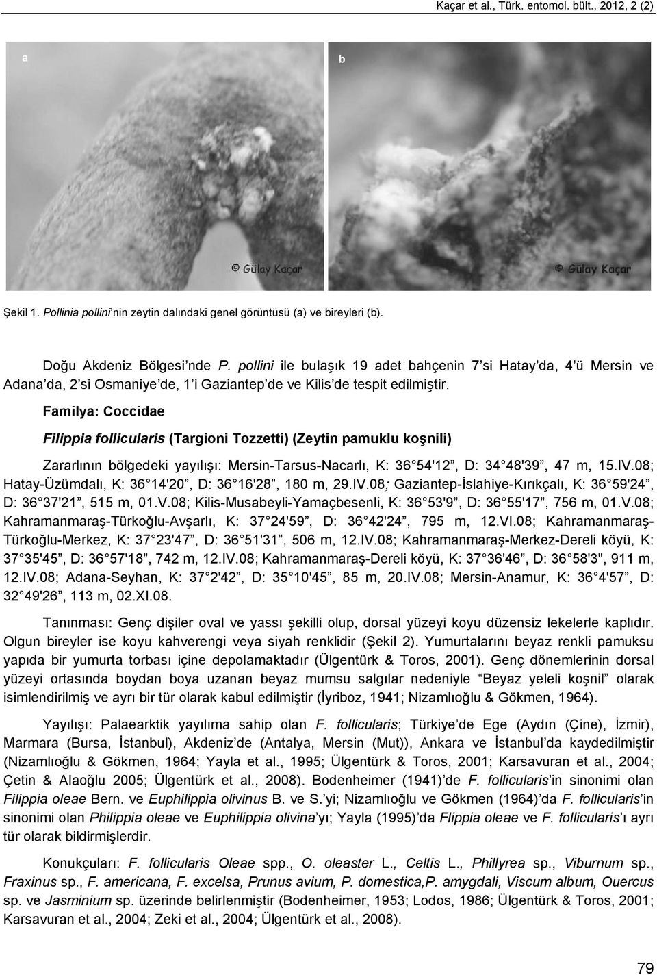 Familya: Coccidae Filippia follicularis (Targioni Tozzetti) (Zeytin pamuklu koşnili) Zararlının bölgedeki yayılışı: Mersin-Tarsus-Nacarlı, K: 36 54'12, D: 34 48'39, 47 m, 15.IV.