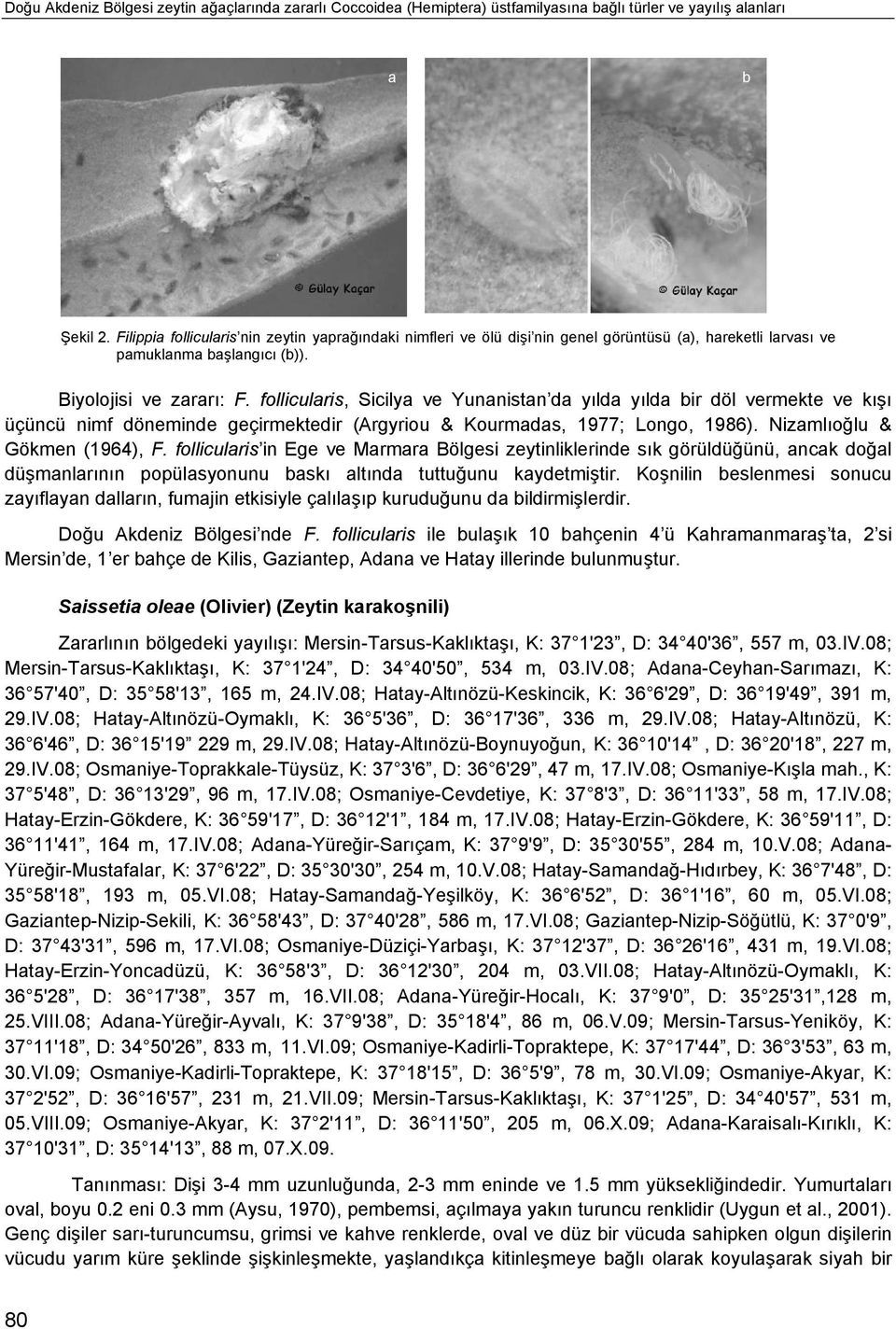 follicularis, Sicilya ve Yunanistan da yılda yılda bir döl vermekte ve kışı üçüncü nimf döneminde geçirmektedir (Argyriou & Kourmadas, 1977; Longo, 1986). Nizamlıoğlu & Gökmen (1964), F.