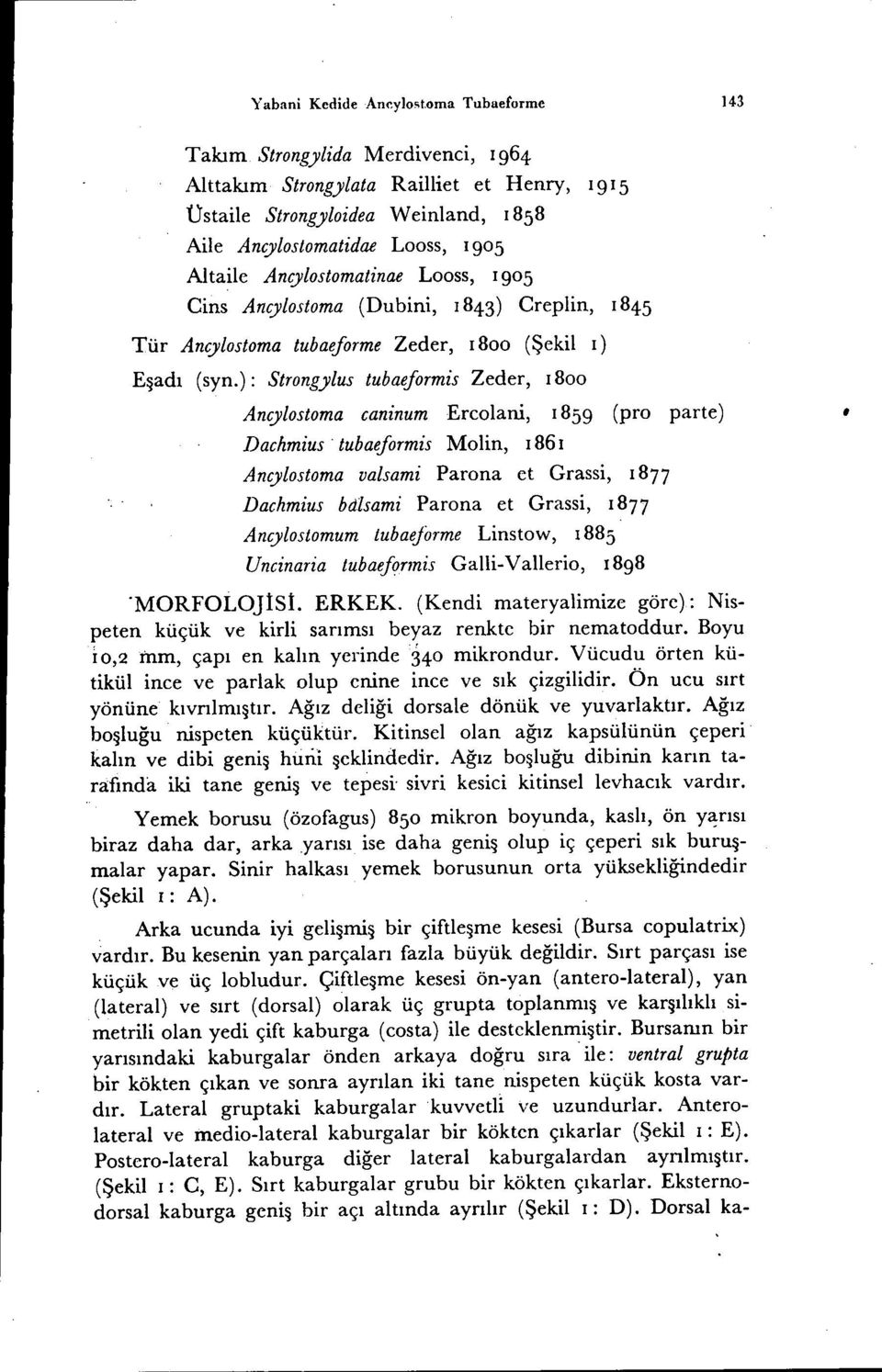 Looss, 1905 Cins Ancylostoma (Dubini, 1843) Creplin, ı 845 Tür Ancylostoma tubaeforme Zeder, ı 800 (Şekil ı) Eşadı (syn.