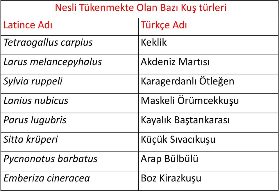 Lanius nubicus Maskeli Örümcekkuşu Parus lugubris Kayalık Baştankarası Sitta