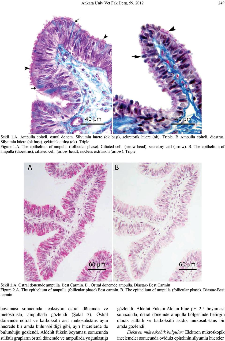 The epithelium of ampulla (dioestrus), ciliated cell (arrow head), nucleus extrusion (arrow). Triple Şekil 2.A. Östral dönemde ampulla. Best Carmin. B. Östral dönemde ampulla. Diastaz- Best Carmin Figure 2.