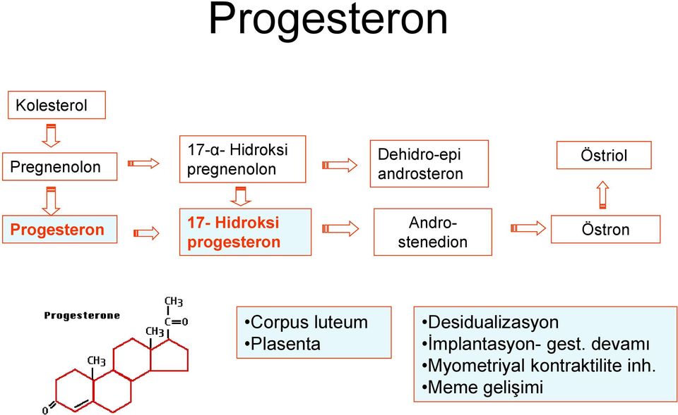 progesteron Androstenedion Östron Corpus luteum Plasenta