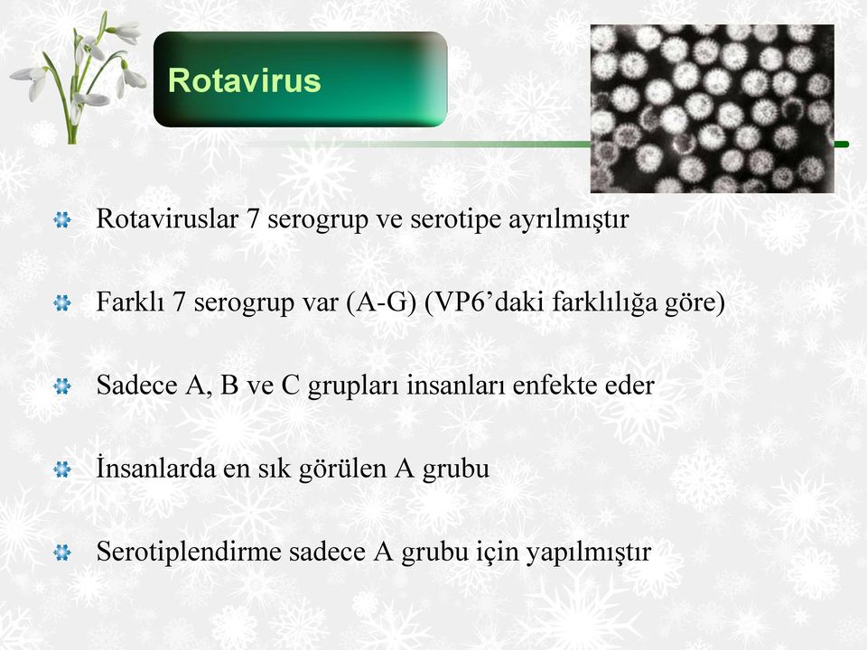 Sadece A, B ve C grupları insanları enfekte eder İnsanlarda