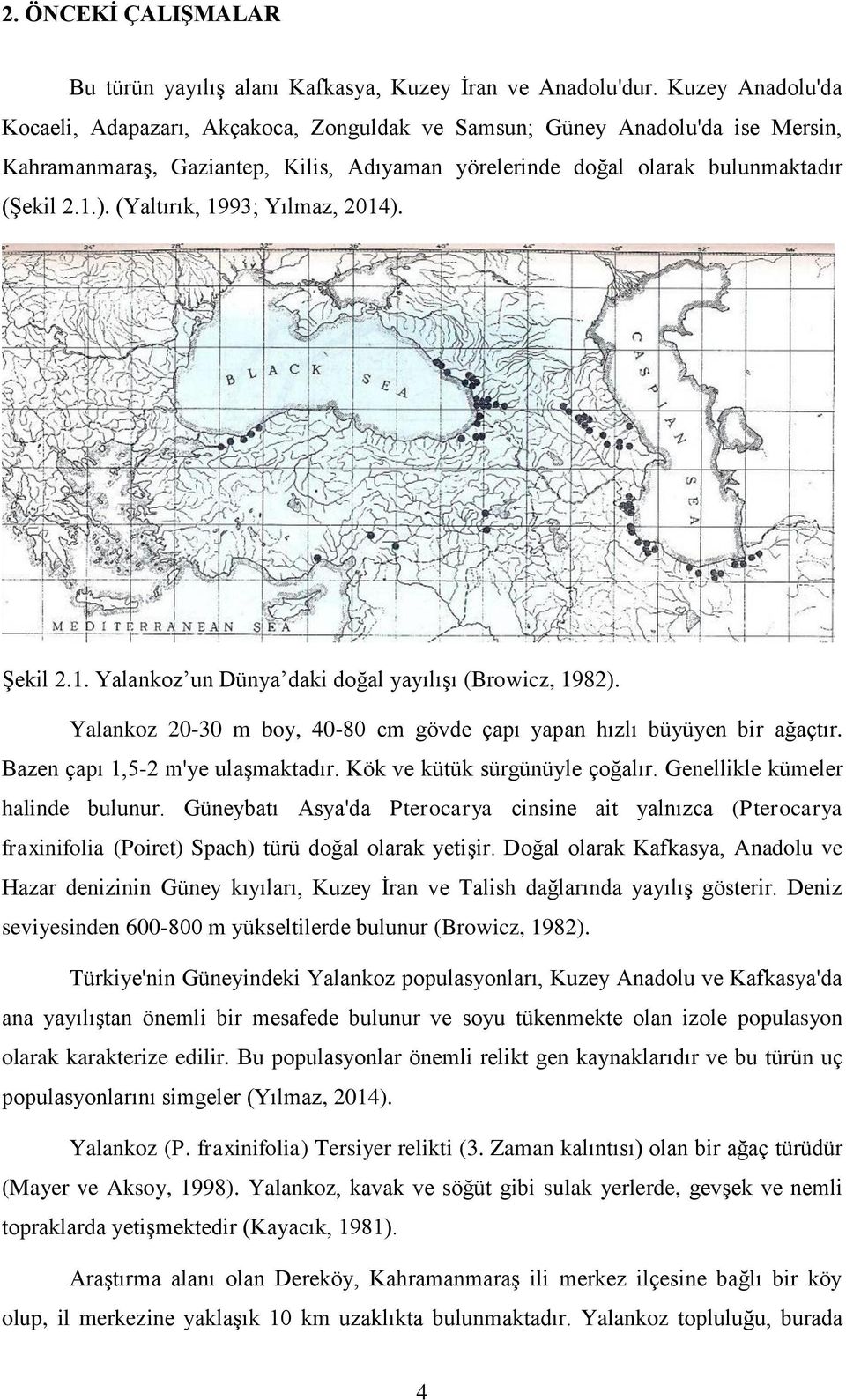 (Yaltırık, 1993; Yılmaz, 2014). Şekil 2.1. Yalankoz un Dünya daki doğal yayılışı (Browicz, 1982). Yalankoz 20-30 m boy, 40-80 cm gövde çapı yapan hızlı büyüyen bir ağaçtır.