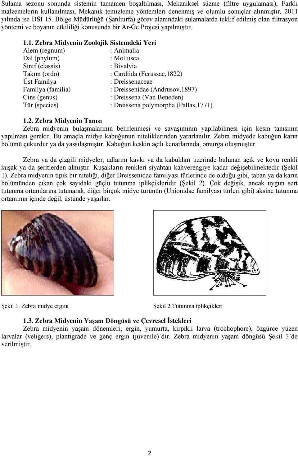 Midyenin Zoolojik Sistemdeki Yeri Alem (regnum) : Animalia Dal (phylum) : Mollusca Sınıf (classis) : Bivalvia Takım (ordo) : Cardiida (Ferussac,1822) Üst Familya : Dreissenaceae Familya (familia) :