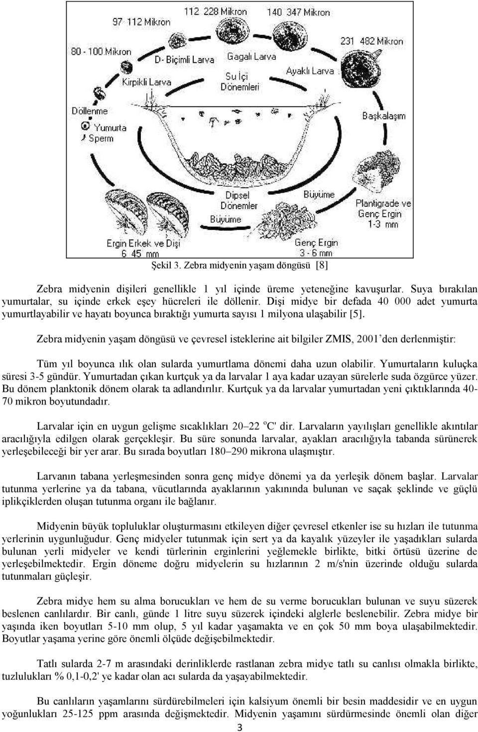 Zebra midyenin yaşam döngüsü ve çevresel isteklerine ait bilgiler ZMIS, 2001 den derlenmiştir: Tüm yıl boyunca ılık olan sularda yumurtlama dönemi daha uzun olabilir.