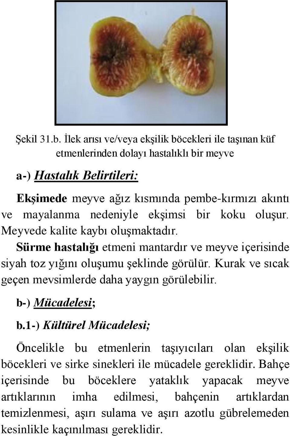 nedeniyle ekşimsi bir koku oluşur. Meyvede kalite kaybı oluşmaktadır. Sürme hastalığı etmeni mantardır ve meyve içerisinde siyah toz yığını oluşumu şeklinde görülür.