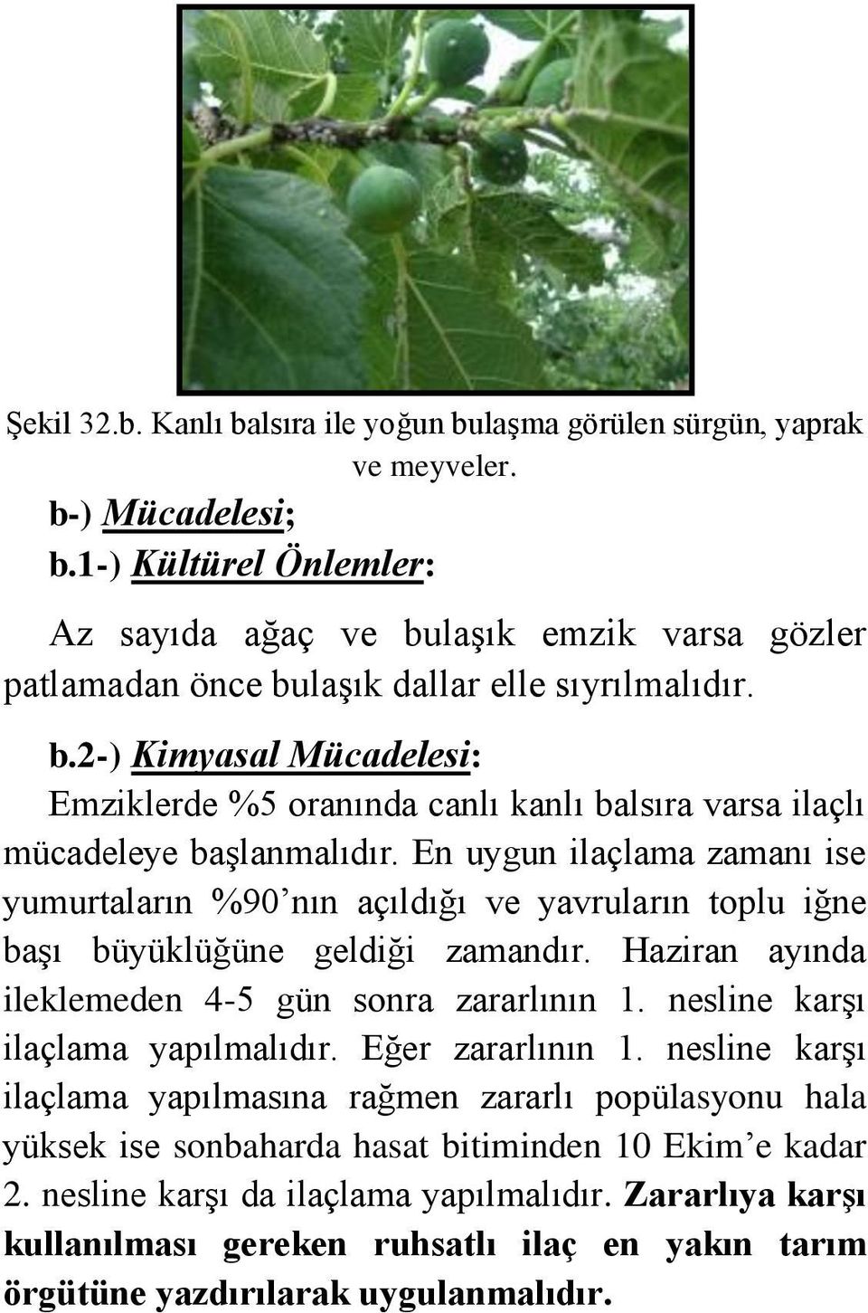 En uygun ilaçlama zamanı ise yumurtaların %90 nın açıldığı ve yavruların toplu iğne başı büyüklüğüne geldiği zamandır. Haziran ayında ileklemeden 4-5 gün sonra zararlının 1.