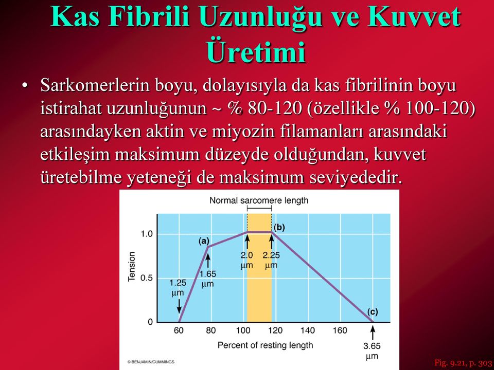 arasındayken aktin ve miyozin filamanları arasındaki etkileşim maksimum