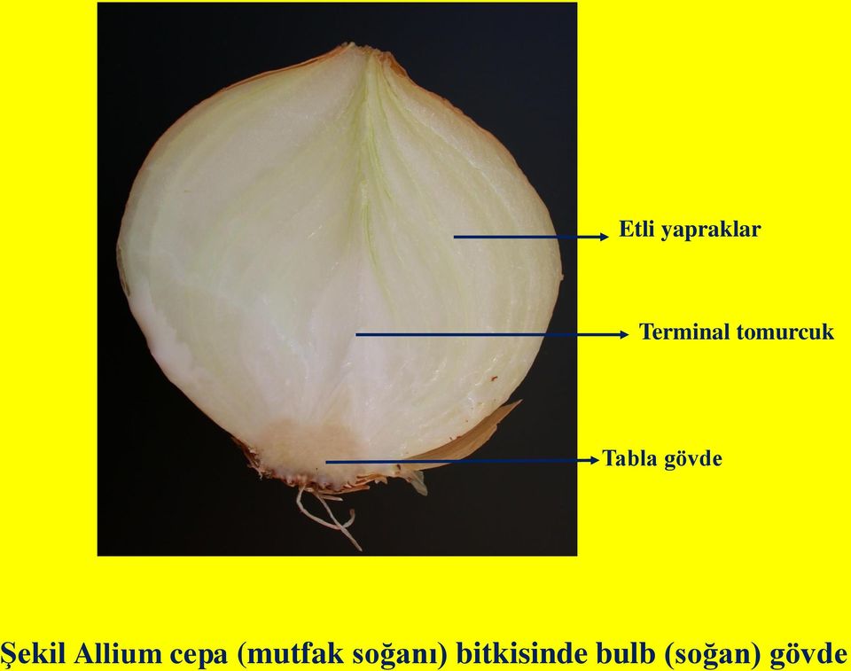 Allium cepa (mutfak