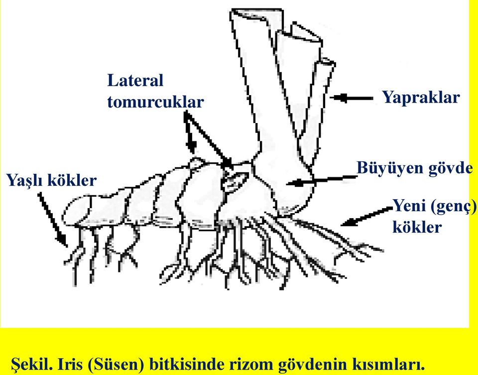 (genç) kökler Şekil.