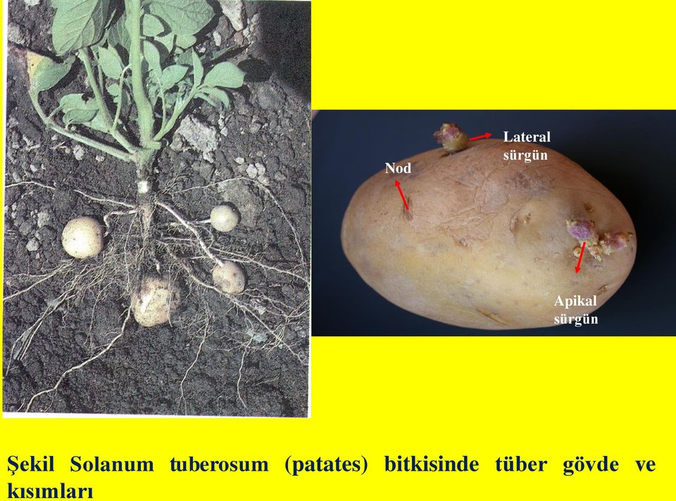 tuberosum (patates)