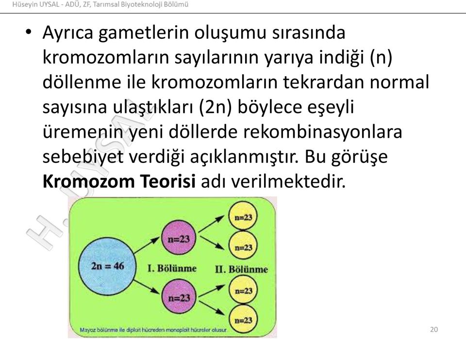 ulaştıkları (2n) böylece eşeyli üremenin yeni döllerde