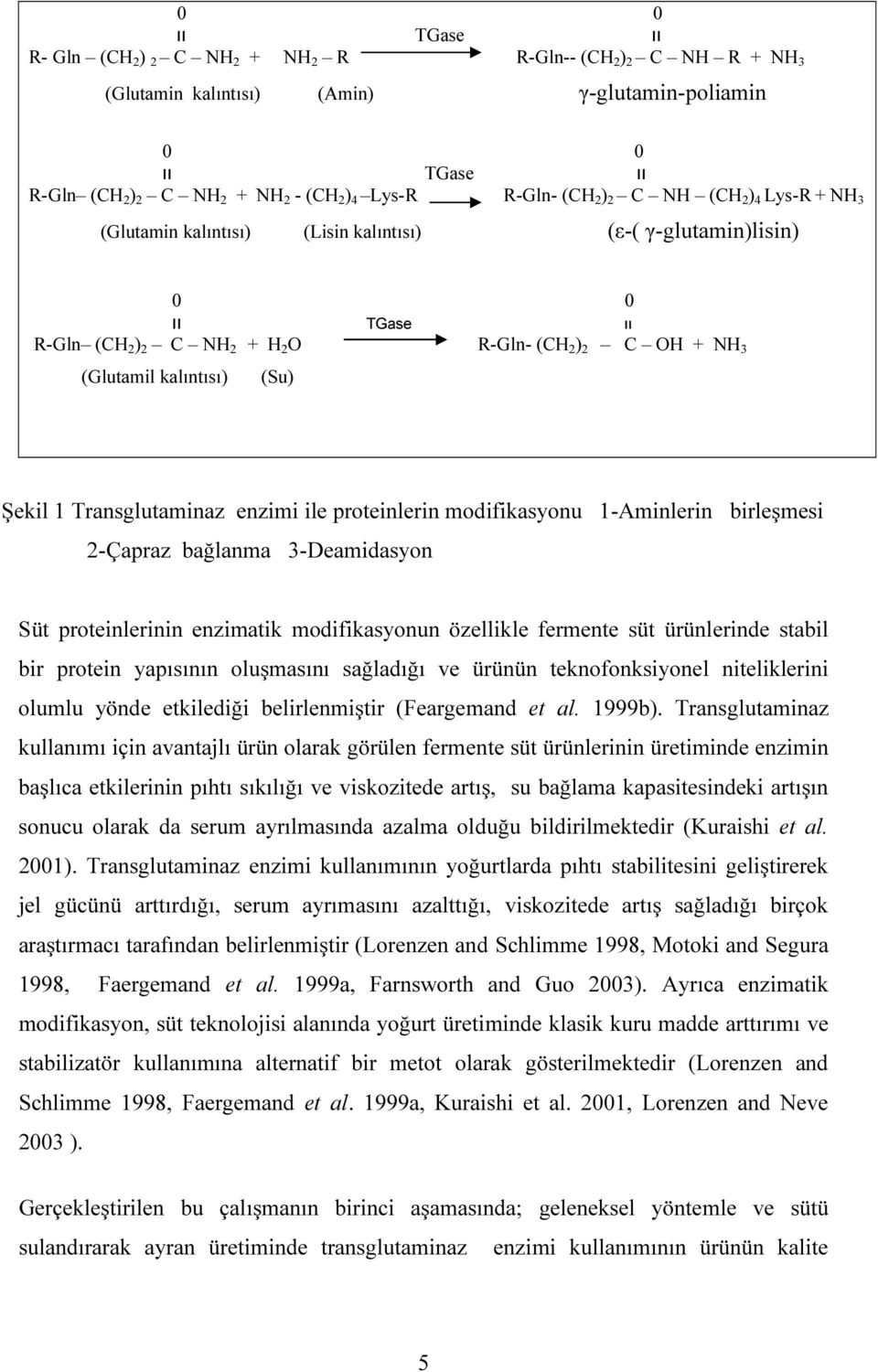 Şekil 1 Transglutaminaz enzimi ile proteinlerin modifikasyonu 1-Aminlerin birleşmesi 2-Çapraz bağlanma 3-Deamidasyon Süt proteinlerinin enzimatik modifikasyonun özellikle fermente süt ürünlerinde