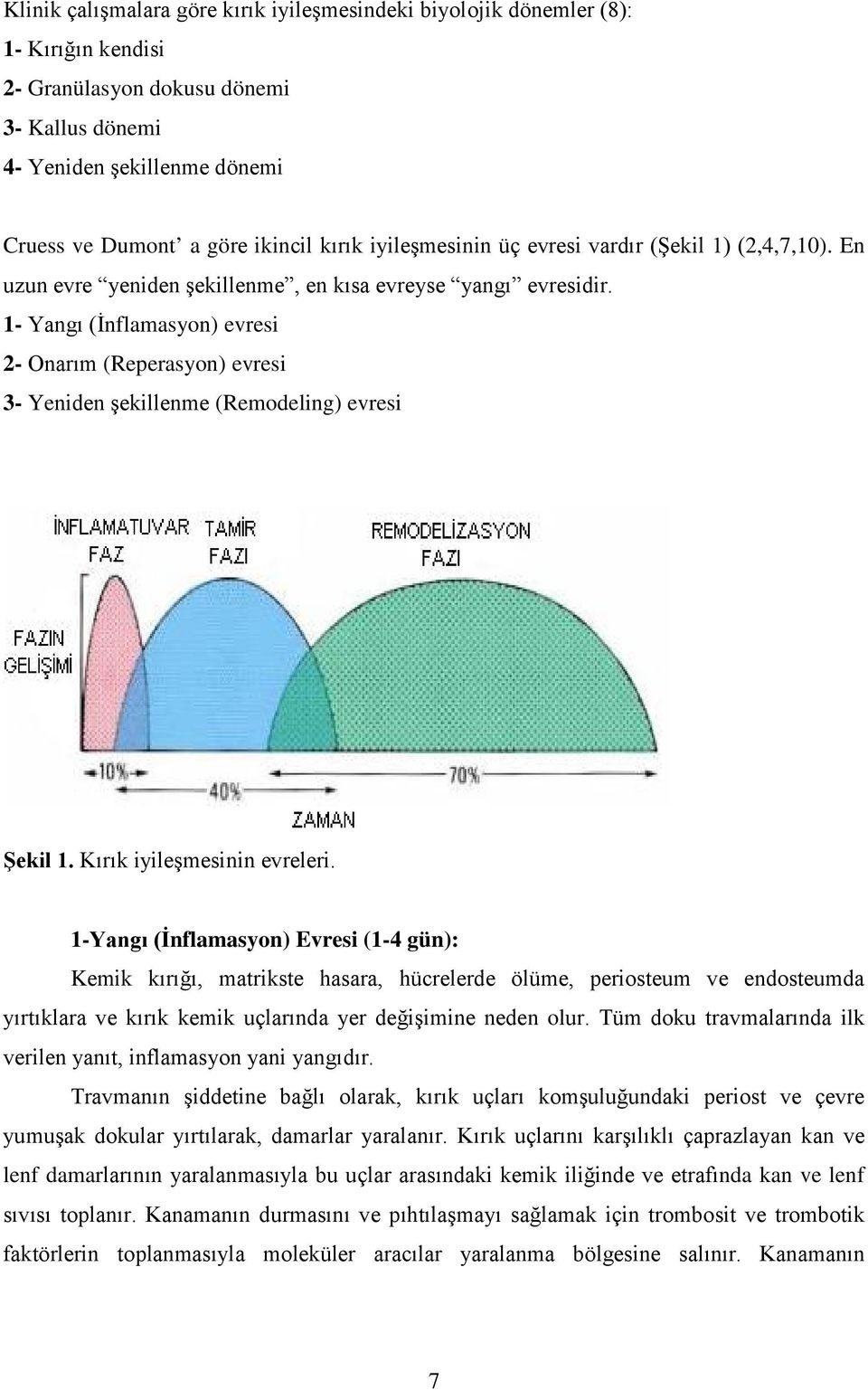 1- Yangı (İnflamasyon) evresi 2- Onarım (Reperasyon) evresi 3- Yeniden şekillenme (Remodeling) evresi Şekil 1. Kırık iyileşmesinin evreleri.