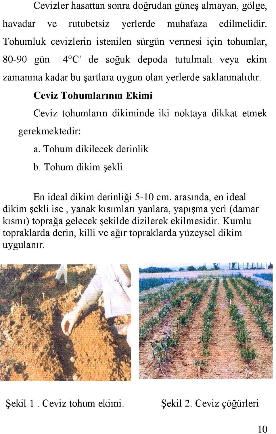 Ceviz Tohumlarının Ekimi Ceviz tohumların dikiminde iki noktaya dikkat etmek gerekmektedir: a. Tohum dikilecek derinlik b. Tohum dikim şekli. En ideal dikim derinliği 5-10 cm.