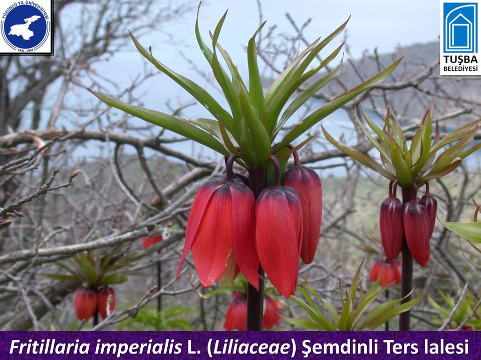 (Liliaceae)