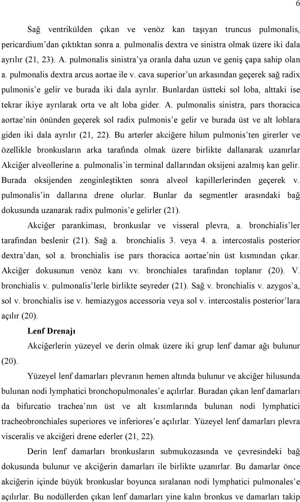 Bunlardan üstteki sol loba, alttaki ise tekrar ikiye ayrılarak orta ve alt loba gider. A.