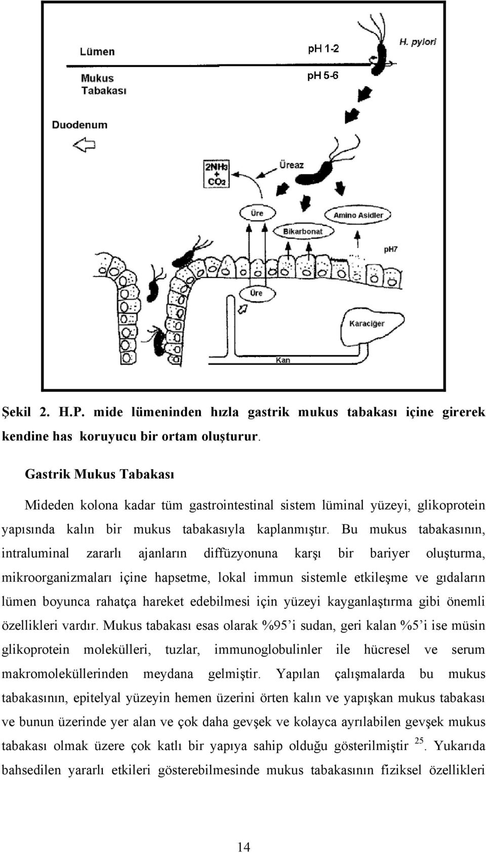 Bu mukus tabakasının, intraluminal zararlı ajanların diffüzyonuna karşı bir bariyer oluşturma, mikroorganizmaları içine hapsetme, lokal immun sistemle etkileşme ve gıdaların lümen boyunca rahatça