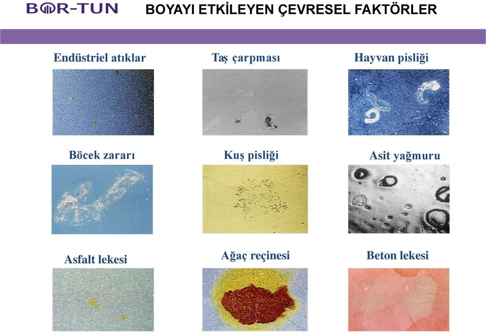 pisliği Böcek zararı Kuş pisliği Asit