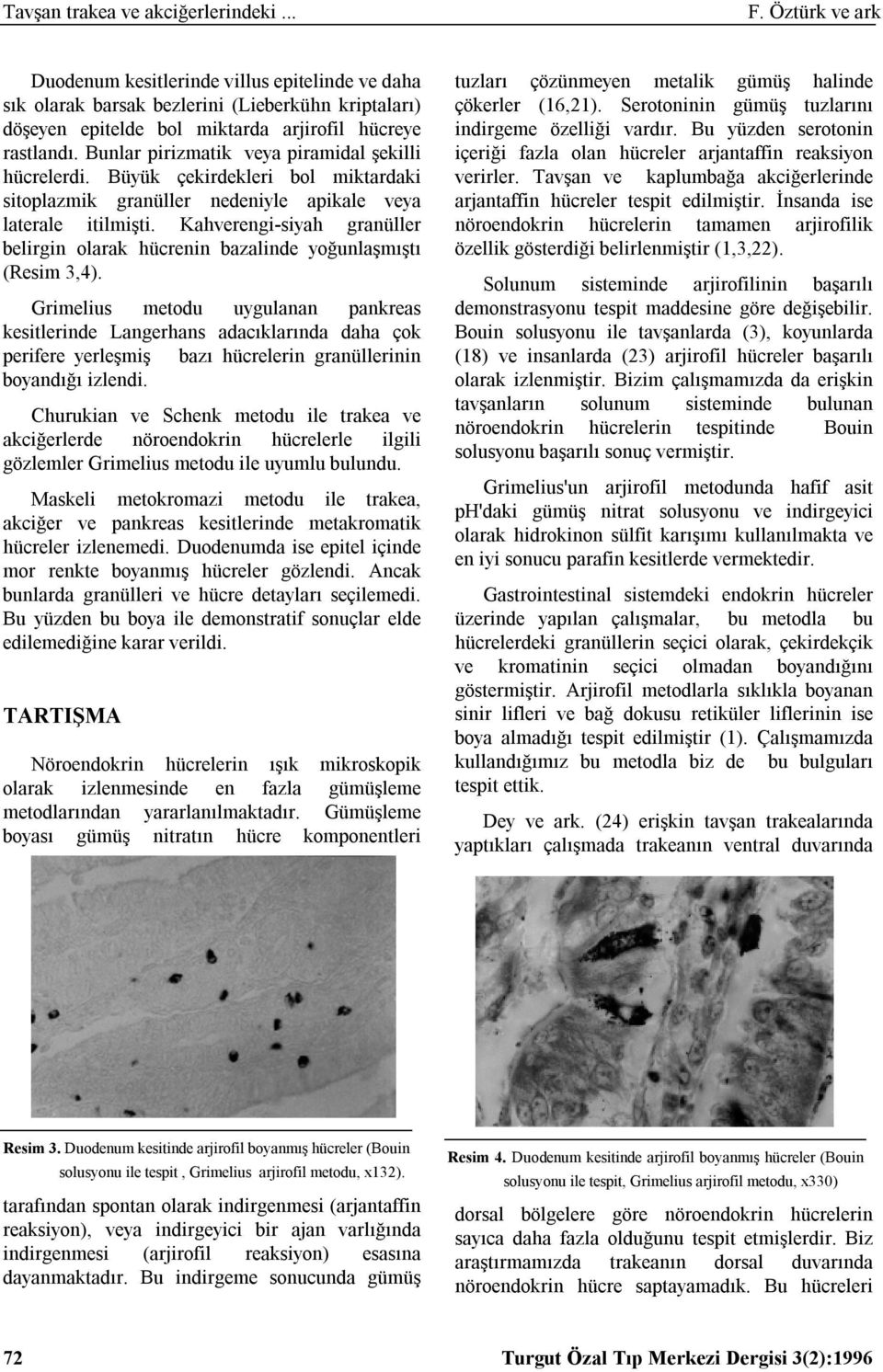 Bunlar pirizmatik veya piramidal şekilli hücrelerdi. Büyük çekirdekleri bol miktardaki sitoplazmik granüller nedeniyle apikale veya laterale itilmişti.